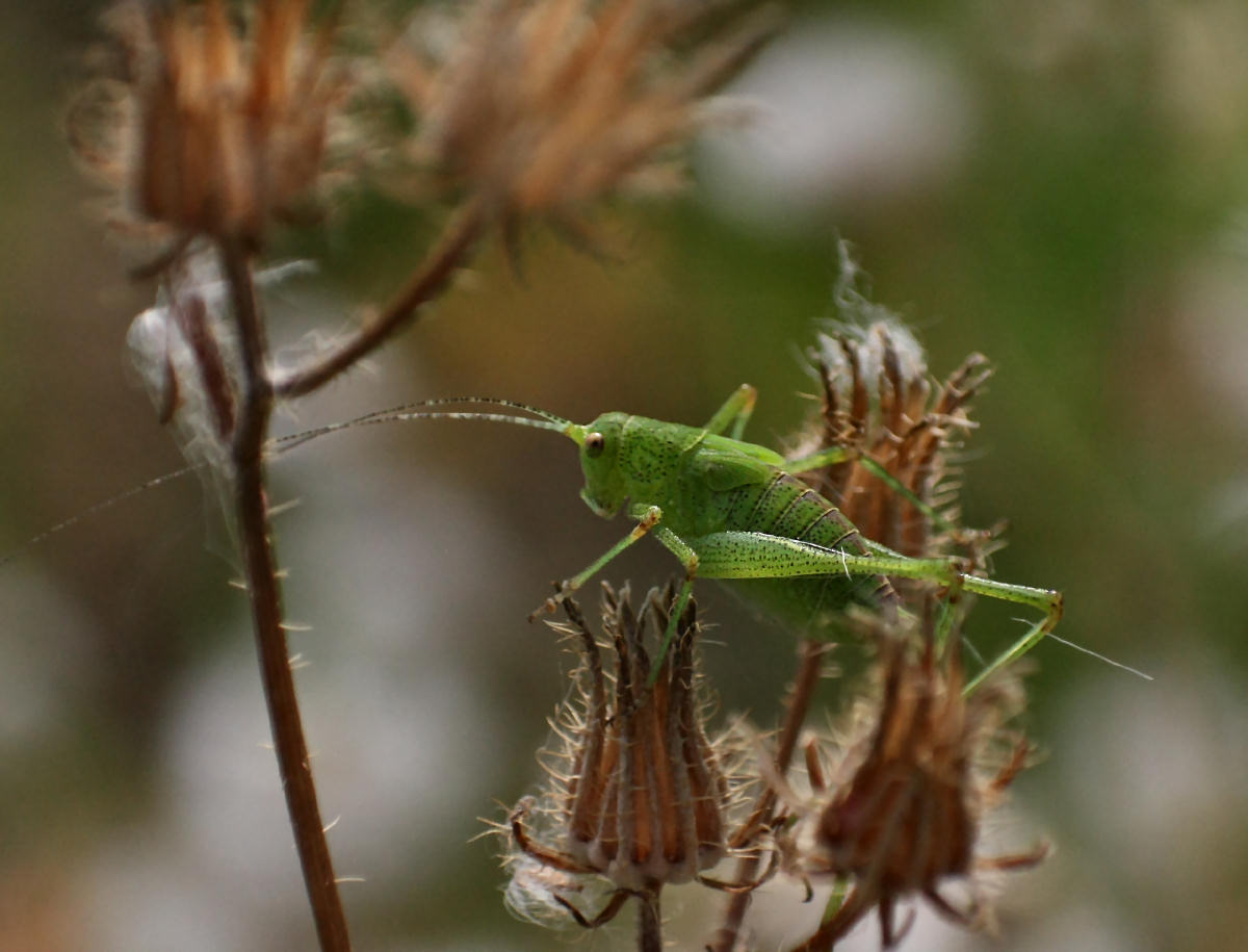 ninfa - Tettigonia viridissima ?